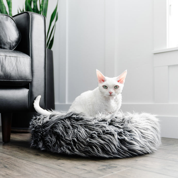 White short-haired cat sitting in Fluffi grey bed