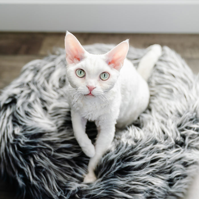 white short-haired cat looking at camera while sitting on Fluffi grey pet bed.