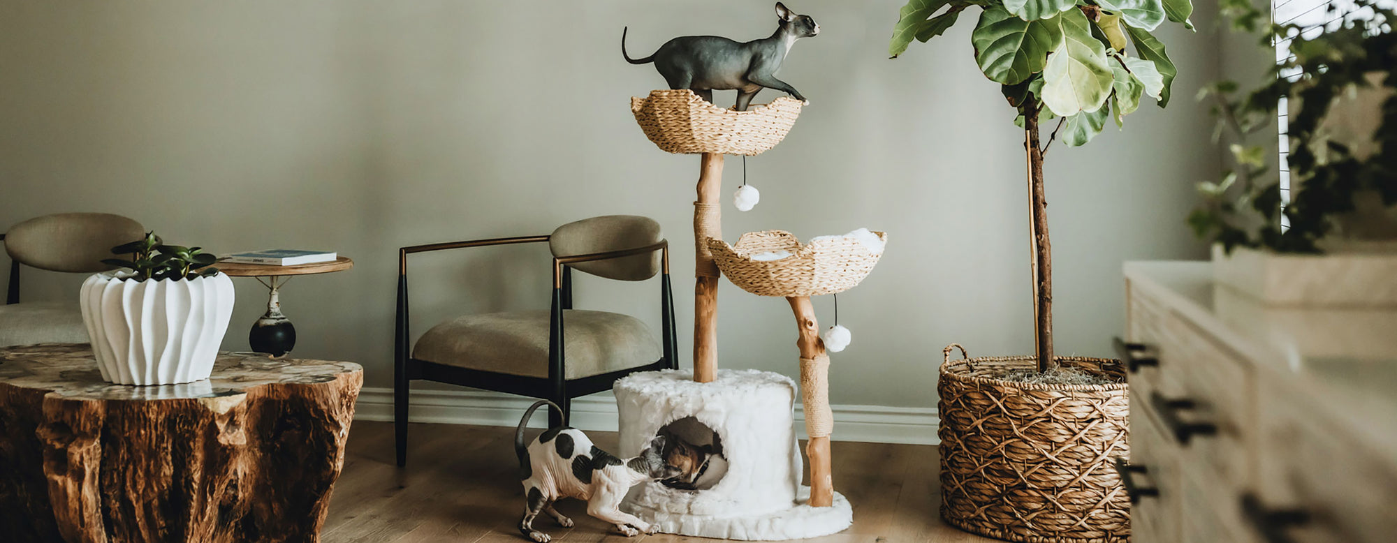 lifestyle banner showing cats interacting with a stylish cat tree. Click to shop pet furniture collection